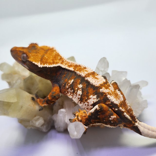 트라이 익스트림할리퀸 텐저린