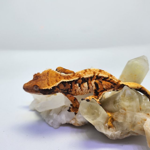 트라이 익스트림할리퀸 텐저린