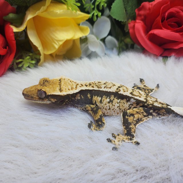 익스트림할리퀸 핀스트라이프 화이트스팟