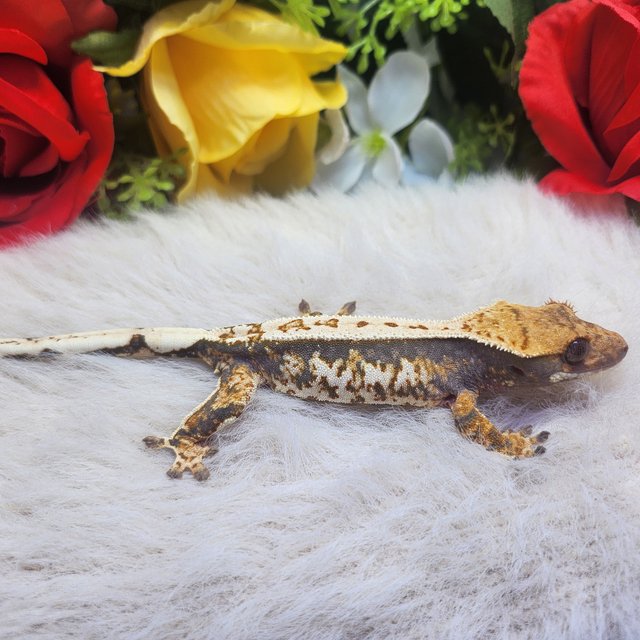 쿼드 익스트림할리퀸