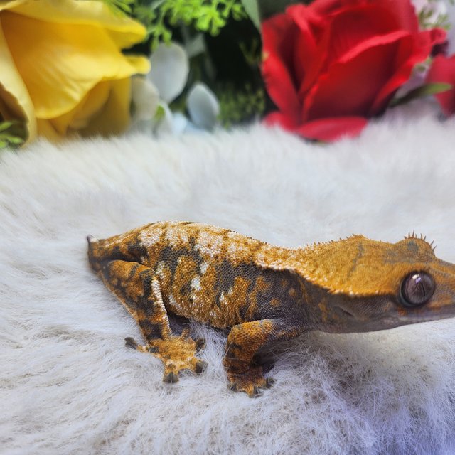 트라이 익스트림할리퀸 텐저린