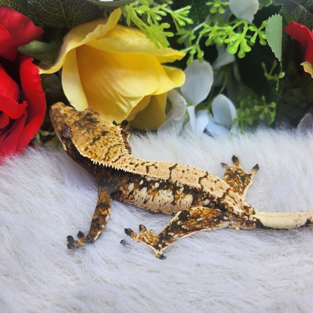 트라이 익스트림할리퀸 화이트스팟