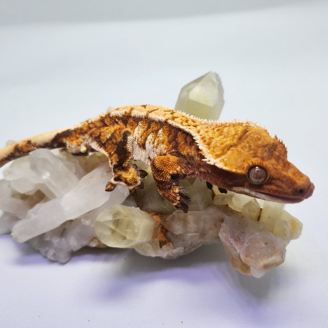 트라이 익스트림할리퀸 레드 텐저린