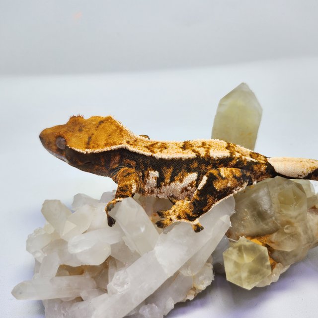 트라이 익스트림할리퀸 텐저린