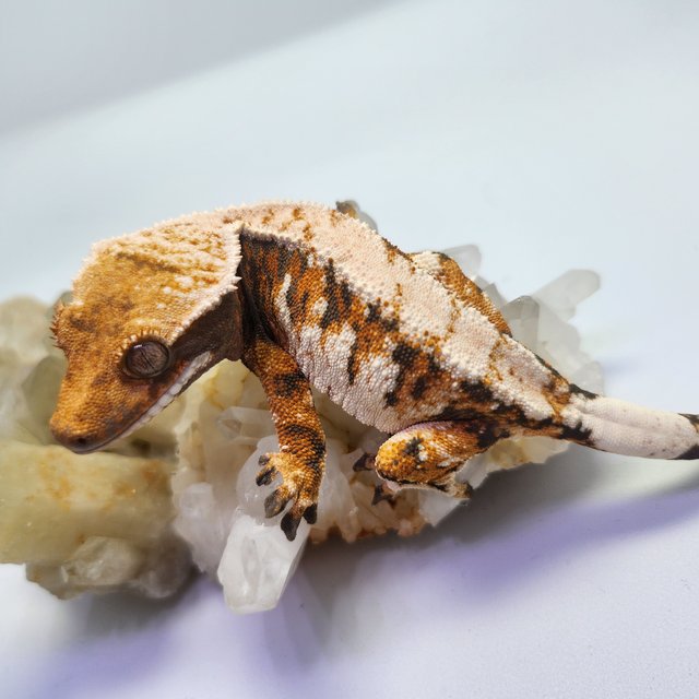 트라이 익스트림할리퀸 화이트스팟 텐저린