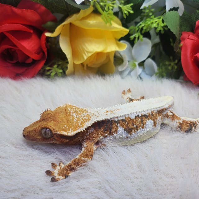 릴리화이트 트라이 텐저린