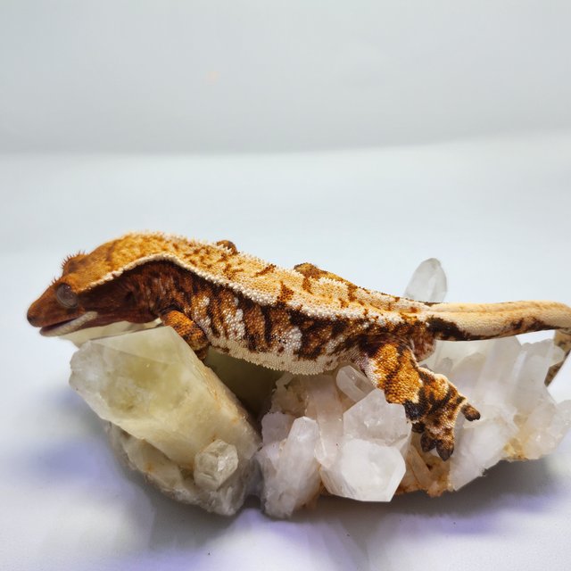 트라이 익스트림할리퀸 레드 텐저린