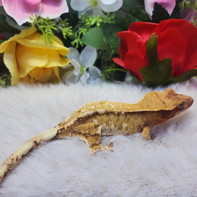 레드 화이트스팟 익스트림할리퀸