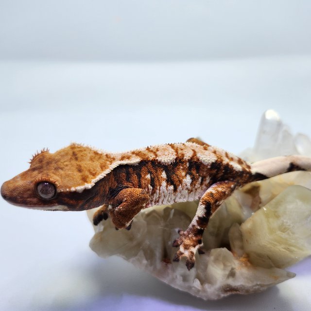 트라이 익스트림할리퀸 텐저린