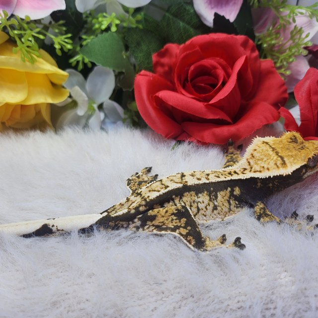 익스트림할리퀸 핀스트라이프 화이트스팟