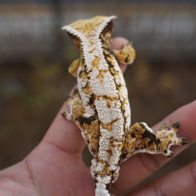 트라이 익스트림할리퀸