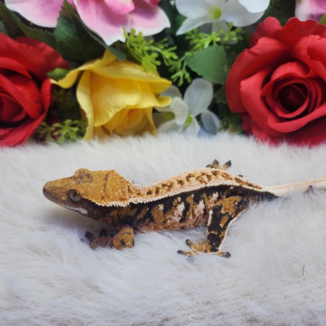 트라이 익스트림할리퀸 핀스트라이프