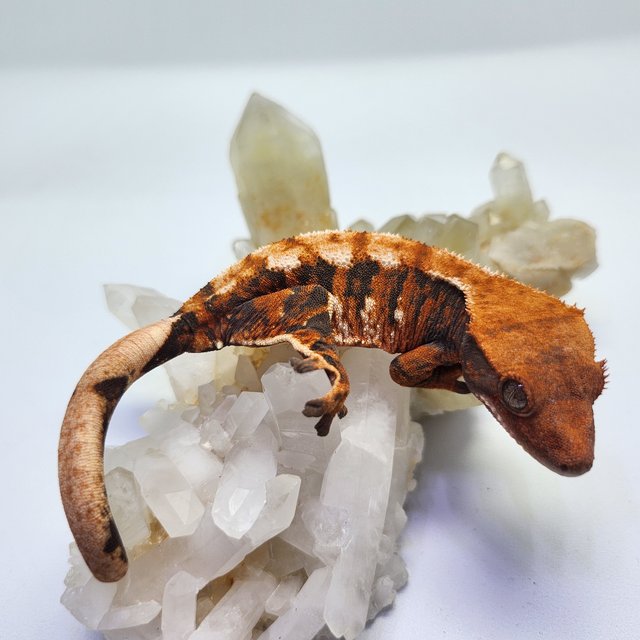 트라이 익스트림할리퀸 텐저린