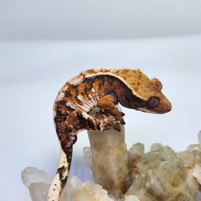 트라이 익스트림할리퀸 텐저린