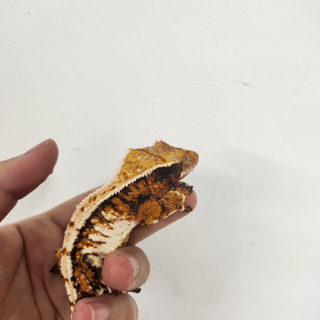 트라이 익스트림할리퀸 텐저린