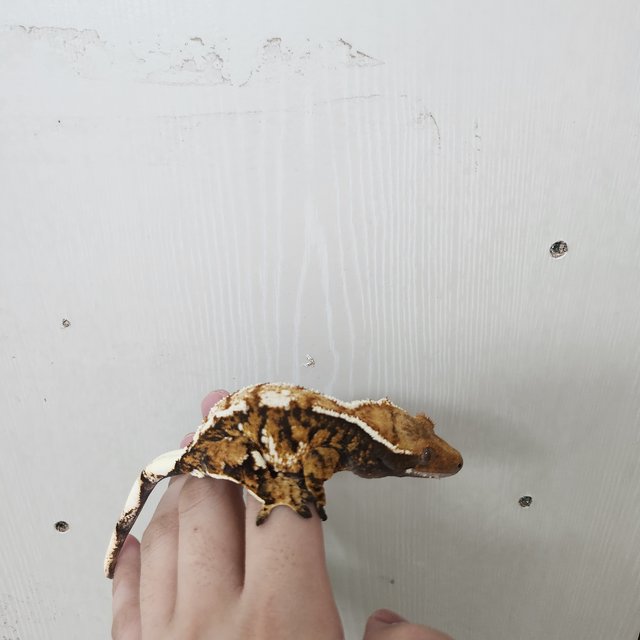 트라이 익스트림할리퀸 텐저린