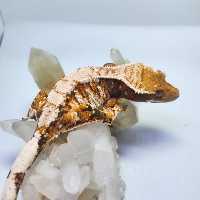 트라이 익스트림할리퀸 화이트스팟 텐저린