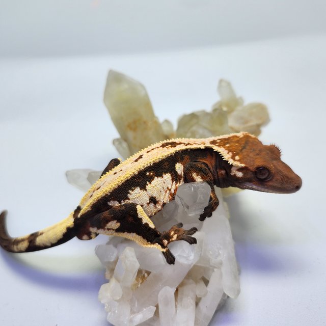 세이블 핀스트라이프 트라이