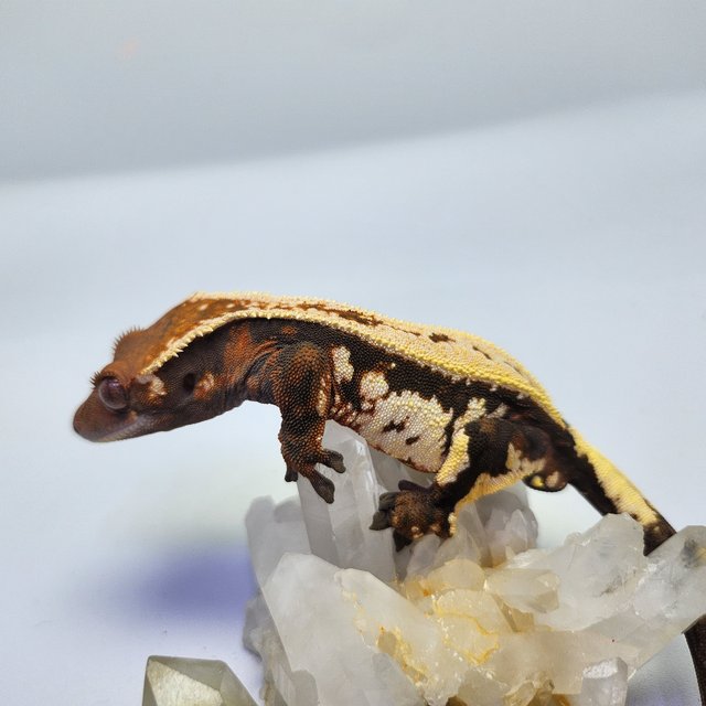 세이블 핀스트라이프 트라이