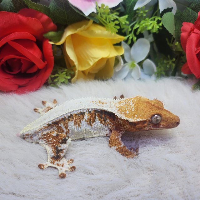 릴리화이트 트라이 텐저린