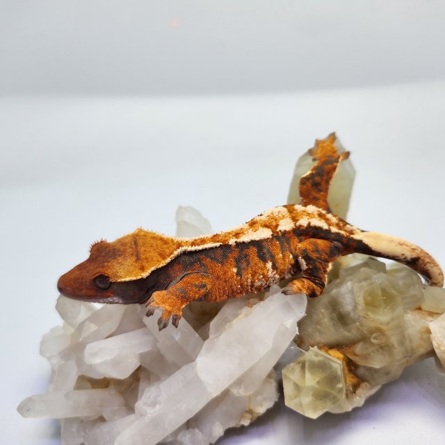 트라이 익스트림할리퀸 텐저린