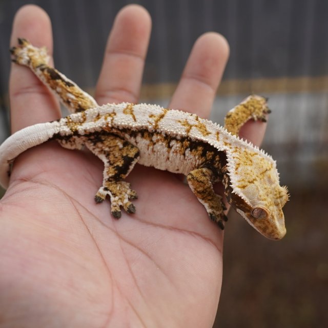 트라이 익스트림할리퀸