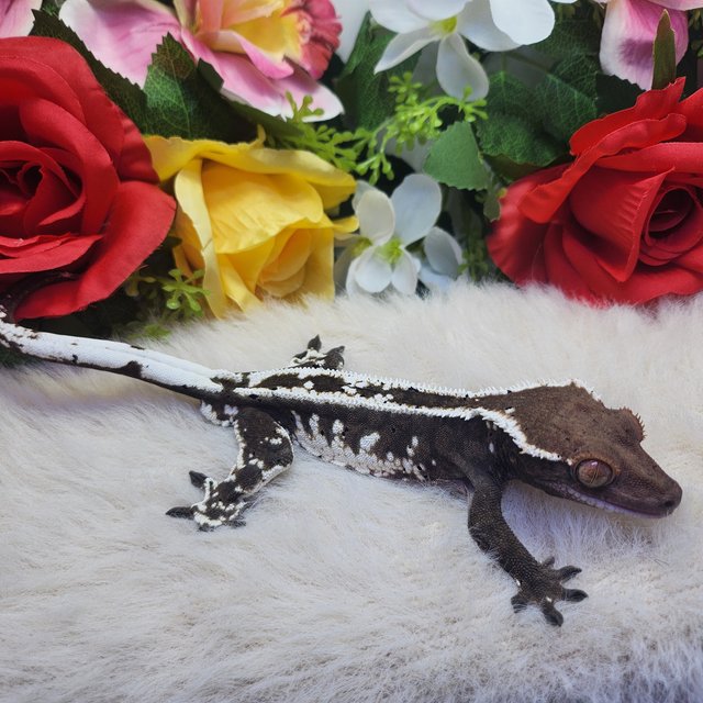 카푸치노 핀스트라이프 화이트스팟 화이트핀