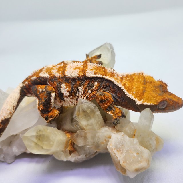 트라이 익스트림할리퀸 텐저린