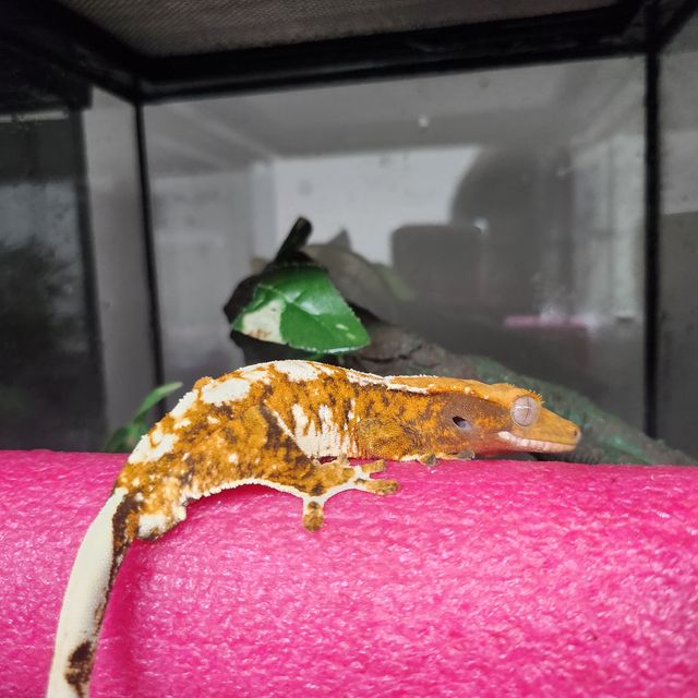 바브 트라이 익스트림할리퀸