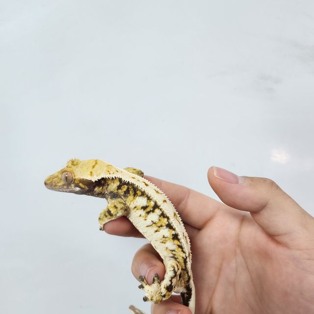 트라이 드리피 화이트스팟 화이트핀