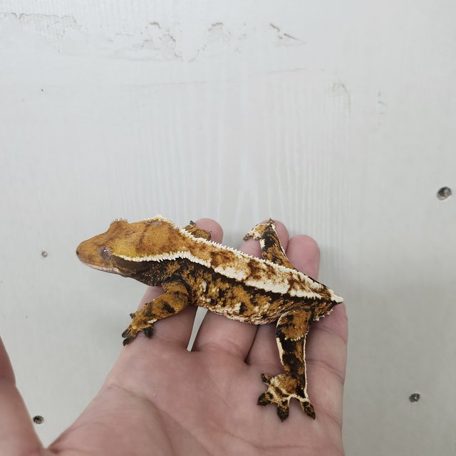 트라이 텐저린 익스트림할리퀸