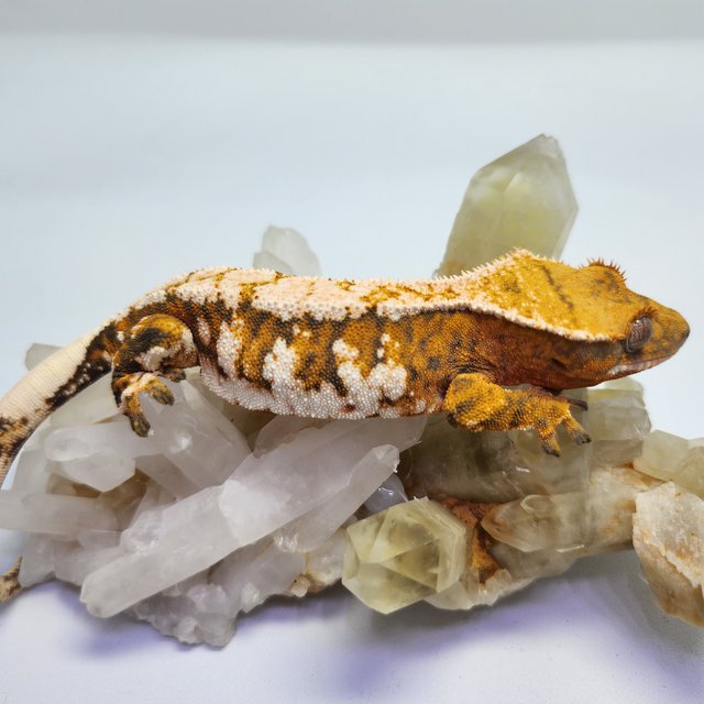 트라이 익스트림할리퀸 텐저린