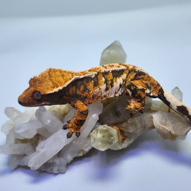 트라이 익스트림할리퀸 텐저린