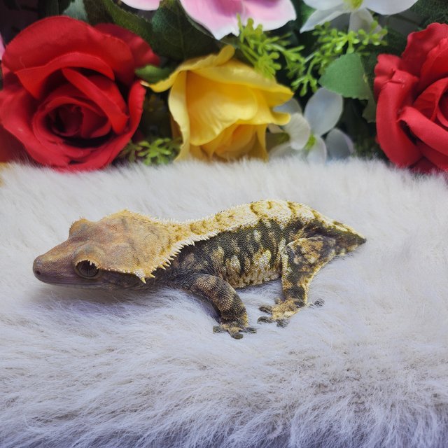 트라이 익스트림할리퀸