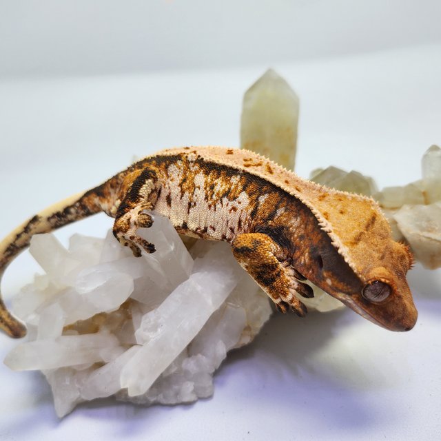 트라이 익스트림할리퀸 화이트스팟