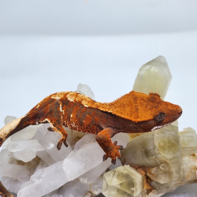 트라이 익스트림할리퀸 텐저린 레드