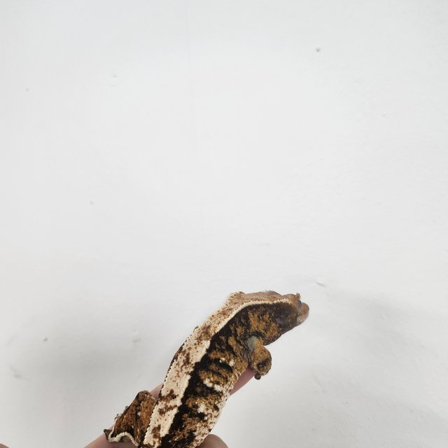 트라이 익스트림할리퀸 텐저린