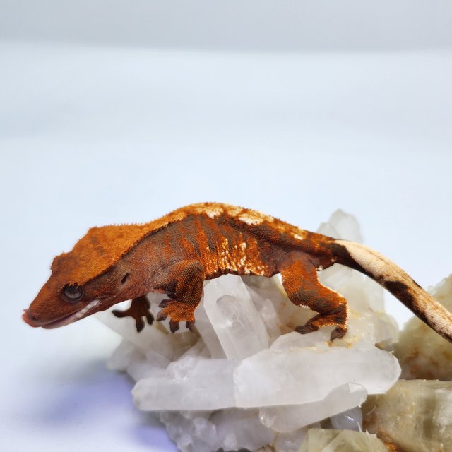 트라이 익스트림할리퀸 텐저린 레드