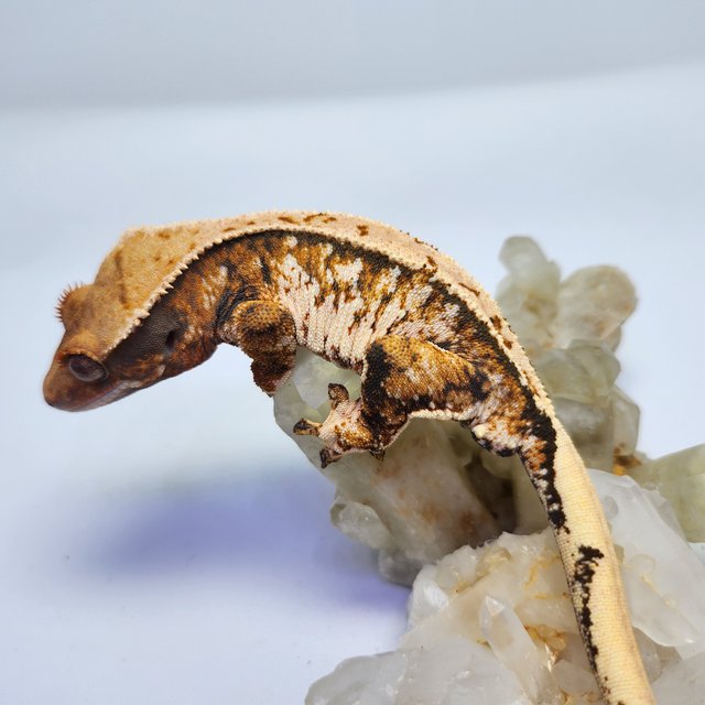 트라이 익스트림할리퀸 화이트스팟