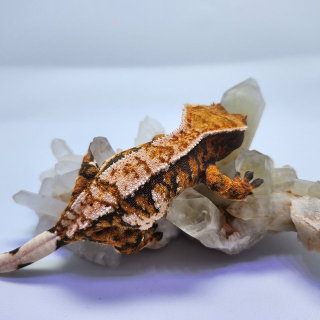 트라이 익스트림할리퀸 텐저린