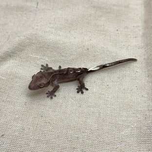 아잔틱