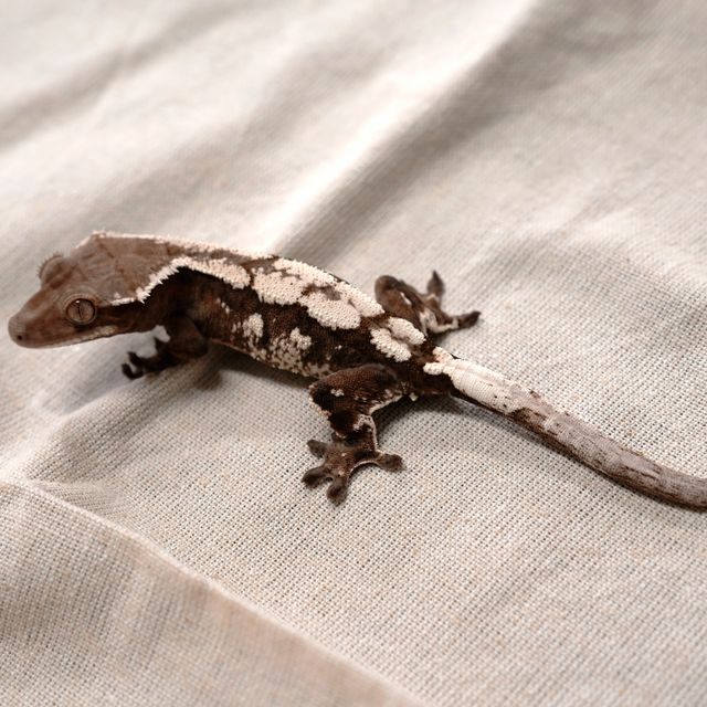 세이블