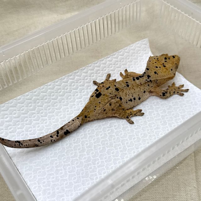 슈퍼달마시안