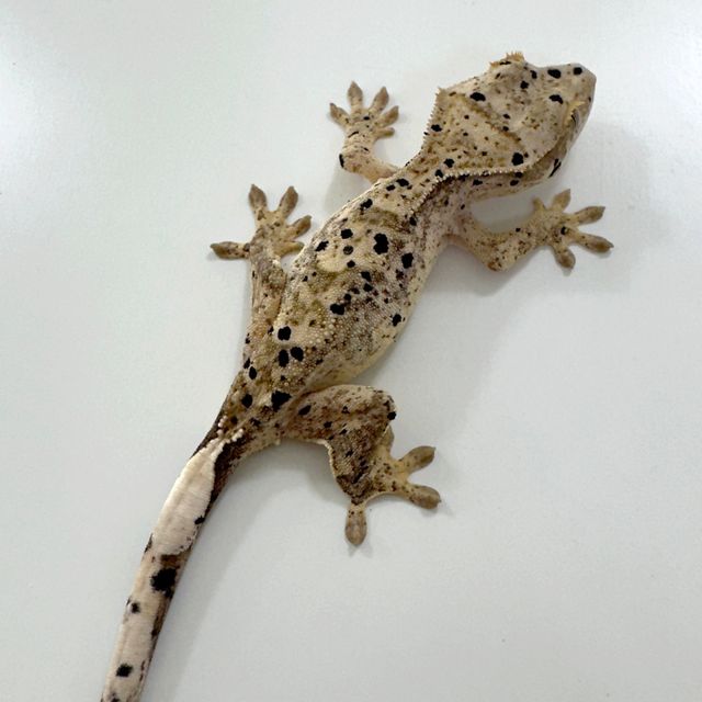 슈퍼달마시안