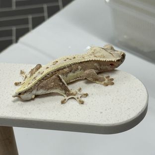 크림 릴리화이트
