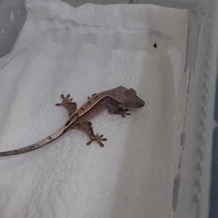 세이블