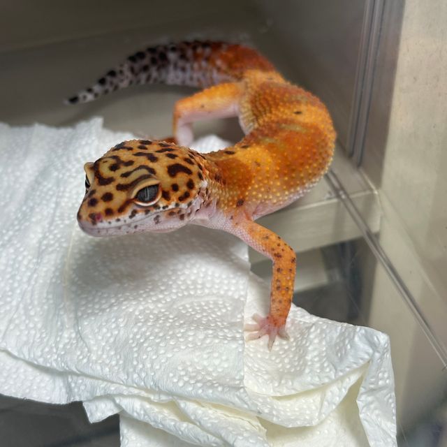 썬글로우