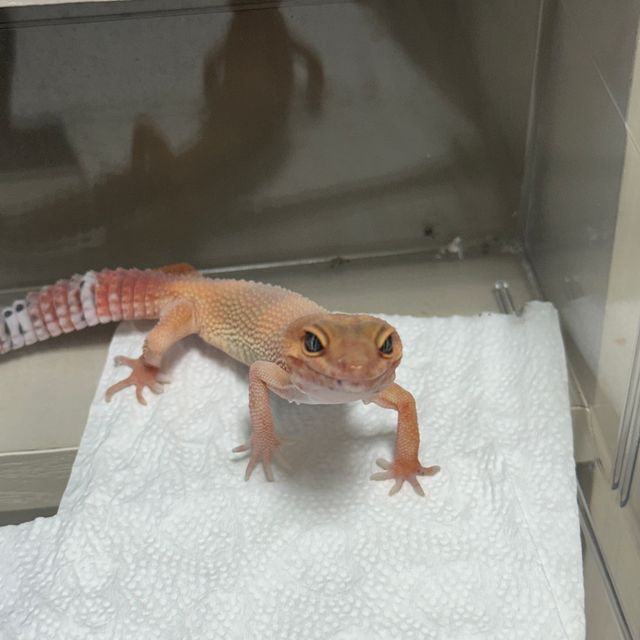 블러드 만다린