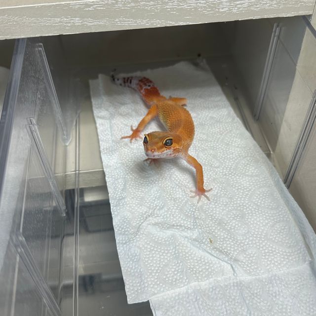 블러드 만다린