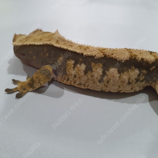 노멀 트라이 익스트림할리퀸